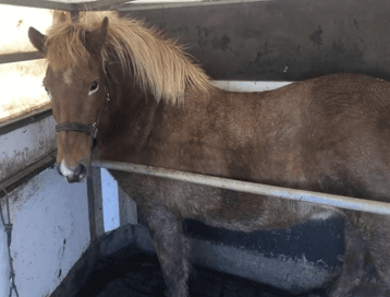 Uppboð – Óskilahross